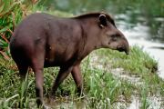 Día Mundial del Tapir: El guardián silencioso de los bosques está en peligro