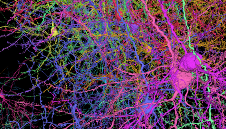 Científicos crean el mapa más detallado del cerebro de un ratón, un avance monumental para la neurociencia