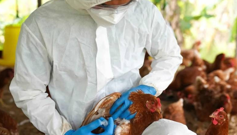 Brasil declara fin de la gripe aviar y busca reactivar exportaciones
