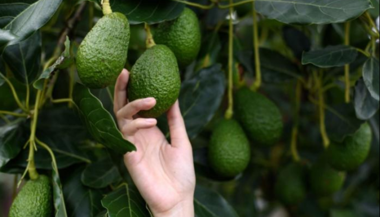¡Récord histórico! La palta peruana arrasa en exportaciones en 2025