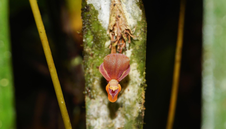 Descubren orquídea única en los bosques nubosos de Perú y Ecuador