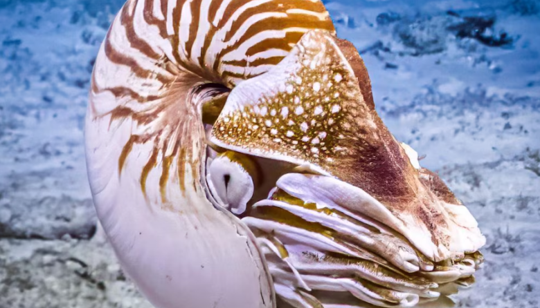 Fósil considerado pulpo más antiguo no era pulpo, revela estudio