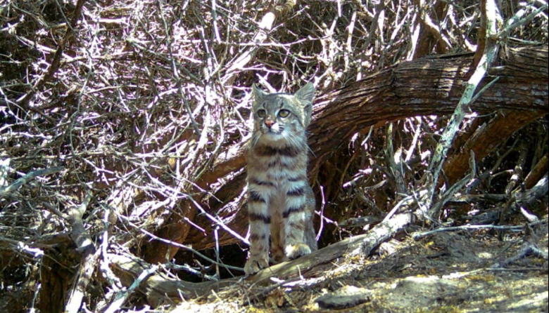 Registran por primera vez al gato del desierto en Illescas
