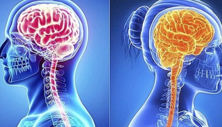 Estudio revela diferencias genéticas cerebrales entre hombres y mujeres
