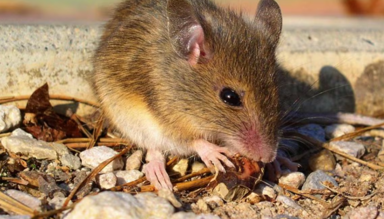 Hantavirus en Perú: cómo se transmite, síntomas y nivel de riesgo actual