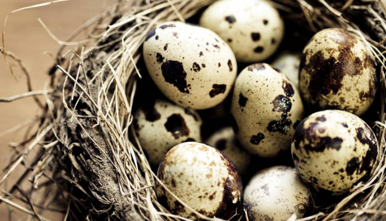Congreso autoriza venta de huevos de codorniz en la vía pública y fija reglas para comercio ambulatorio