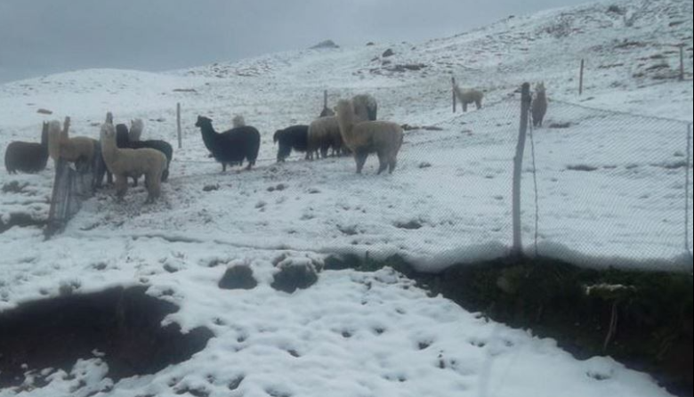 Senamhi alerta fuertes nevadas y vientos en la región Puno
