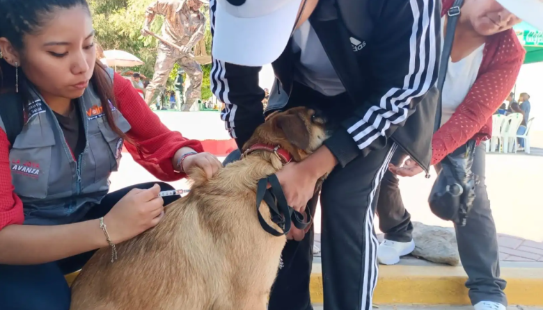 Más de 4 mil mordeduras de perros alarman Arequipa