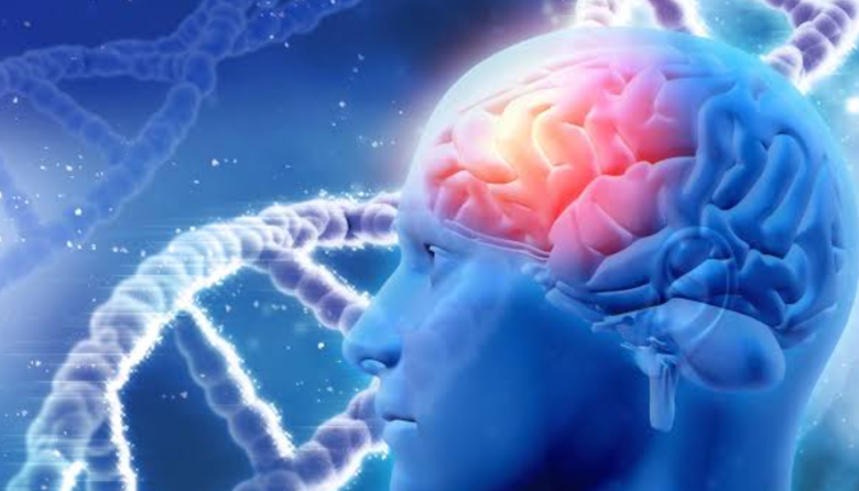 La plasticidad del cerebro joven podría favorecer redes anómalas tras una lesión