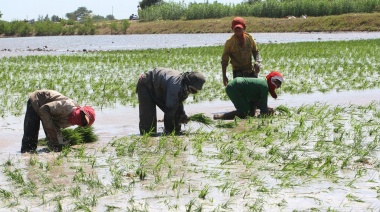 Producción de arroz en Arequipa aumenta a pesar de los retos regionales