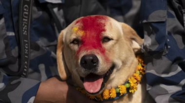 Kukur Paja: El festival nepalés que honra a los perros