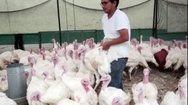 Perú contará con más de 1,6 millones de pavos para la campaña festiva