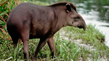 Día Mundial del Tapir: El guardián silencioso de los bosques está en peligro