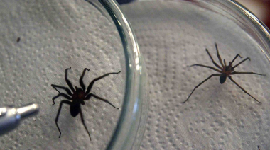 Araña casera deja 40 mordeduras y la muerte de un niño en verano