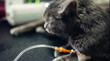 Panleucopenia felina: el “COVID de los gatos” vuelve a preocupar
