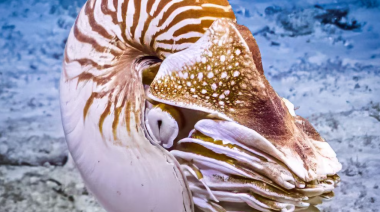 Fósil considerado pulpo más antiguo no era pulpo, revela estudio