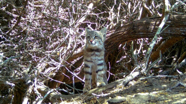 Registran por primera vez al gato del desierto en Illescas