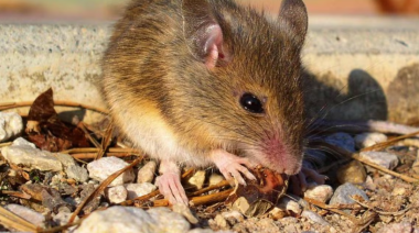 Hantavirus en Perú: cómo se transmite, síntomas y nivel de riesgo actual