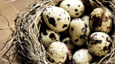 Congreso autoriza venta de huevos de codorniz en la vía pública y fija reglas para comercio ambulatorio