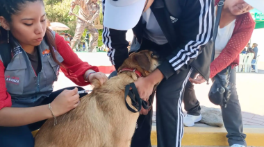Más de 4 mil mordeduras de perros alarman Arequipa