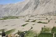 Más de 100 hectáreas de arroz arrasadas por el desborde del río Ocoña