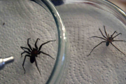 Araña casera deja 40 mordeduras y la muerte de un niño en verano