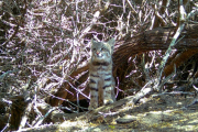 Registran por primera vez al gato del desierto en Illescas