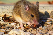 Hantavirus en Perú: cómo se transmite, síntomas y nivel de riesgo actual