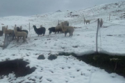 Senamhi alerta fuertes nevadas y vientos en la región Puno