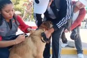 Más de 4 mil mordeduras de perros alarman Arequipa