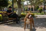 Perro suelto, dueño en aprietos: Cobra los daños