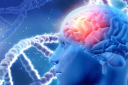 La plasticidad del cerebro joven podría favorecer redes anómalas tras una lesión